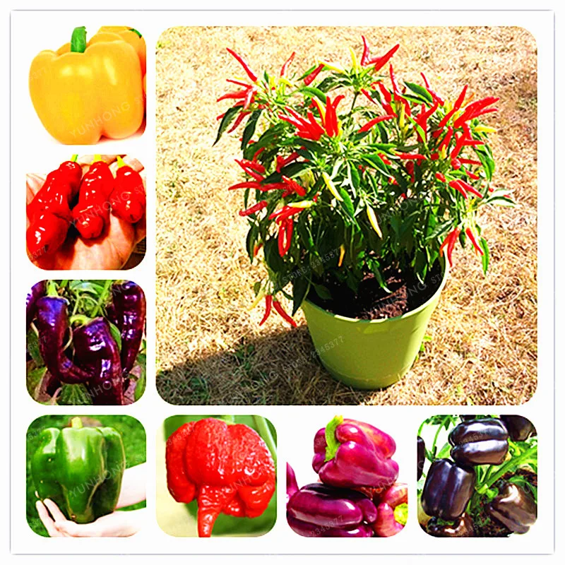 Buy Chilli Bonsai Vegetable Potted Plants Indoor