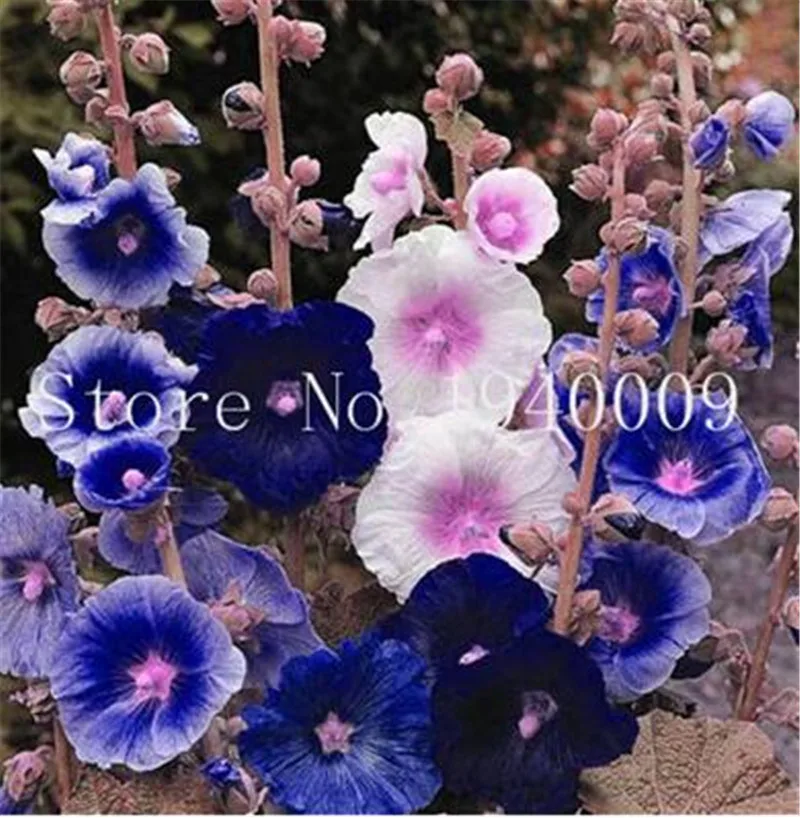 

Sales! 200 pcs/ bag Double Hollyhock Outdoor Blooming Subtropical Bonsai Potted Althaea Rosea Flower Plant for Home Garden Decor