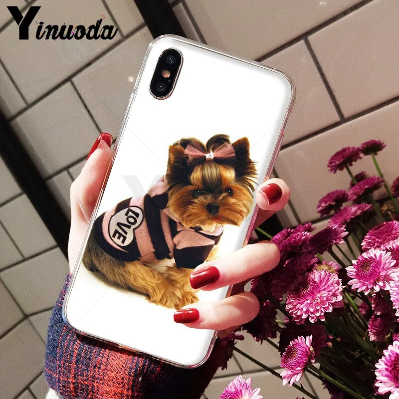 Yorkshire terrier dog