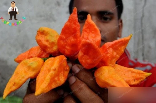 

100Pcs Hot Indian Pepper bonsai Red Spices Super Spicy Chili Pungent Pepper plants Exotic Vegetables plants Bonsai Plants For Ho