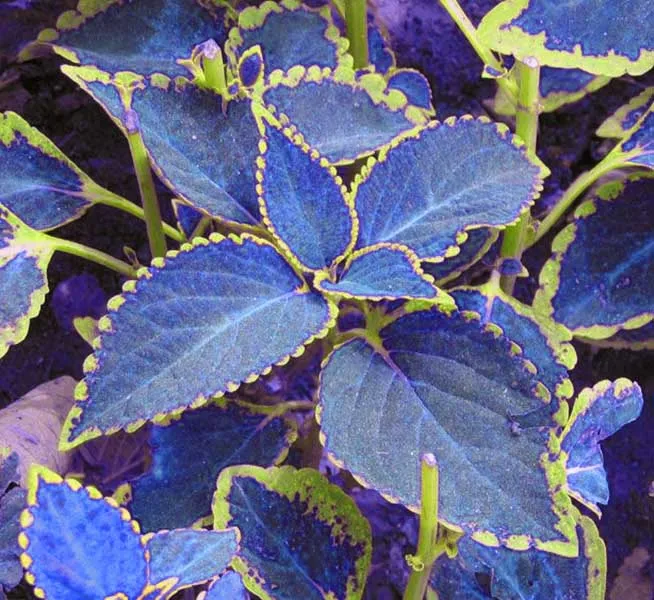 Buy 100 / bag blue Coleus seeds, beautiful flowering