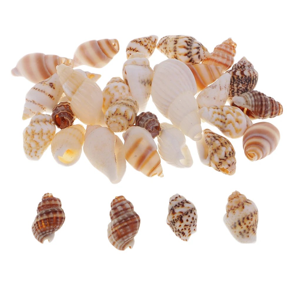 30pcs Party Festival Home Decor Aquarium Decoration Conch Shells Natural Sea Beach Shell Conch Seashells For DIY Candles Crafts