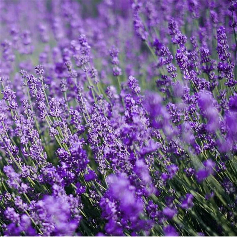 

Lavender bonsai plant Four Seasons Potted Plant Varieties Flower bonsai French Imported Provence Lavender bonsai 10pcs
