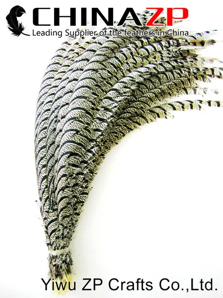 Natural ZEBRA Lady Amherst Pheasant Tail Feathers (1)