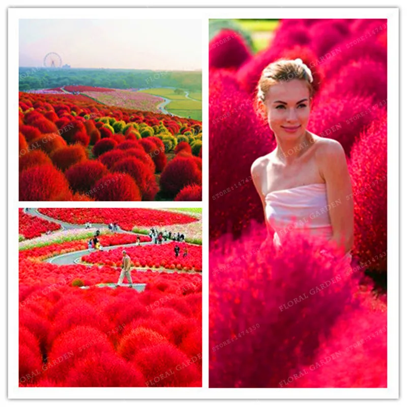 

500 Kochia Scoparia Burning Bush Grass Rapid Grow Hardy Summer Cypress Red Garden Ornamental Easy Grow Bonsai Home Garden