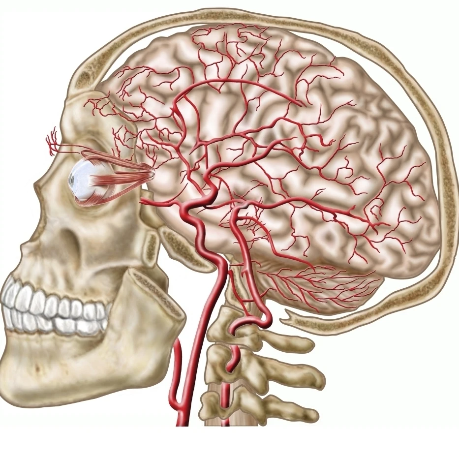 Anatomy of human skull  eyeball and arteries to brain Poster Print (14 x 13)