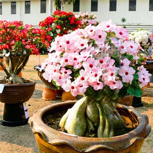 20 pcs 100% True Desert Rose plants Exotic Adenium Obesum plants Flower Bonsai plants Air Purification Home Garden Potted Flower