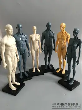 

30cm Art Human Body Model Musculoskeletal Anatomy Structure Model CG Painting Sculpture Teaching