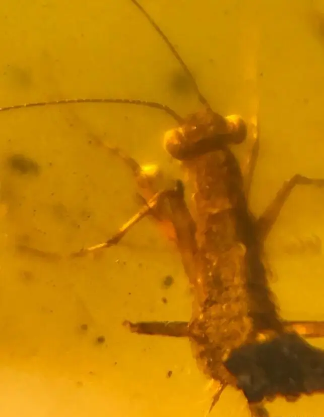 

Cretaceous rare small mantis larva burmite Untreated Myanmar Amber insect 100 million years lynx stone pendant jewelry accessory