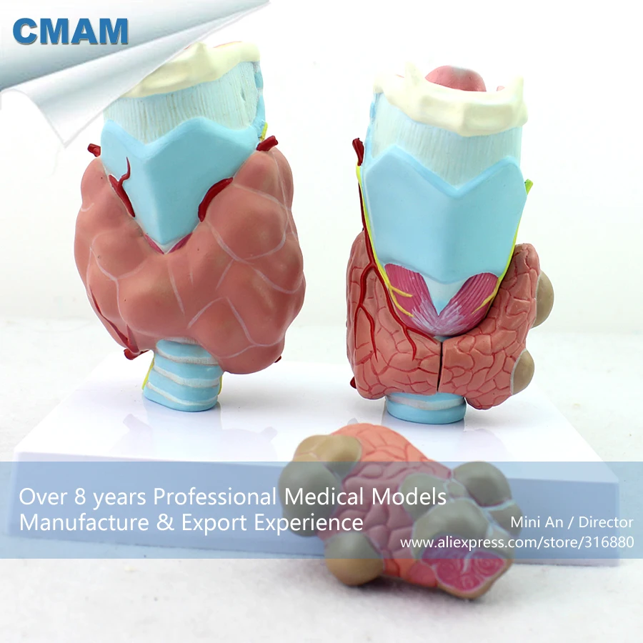 Buy 12550 CMAM VISCERA13 Human Anatomy Thyroid