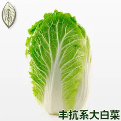 Фэн Kang китайской капусты овощи Бонсай овощ капуста сад 4 Seasons посева высокий выход 100 шт