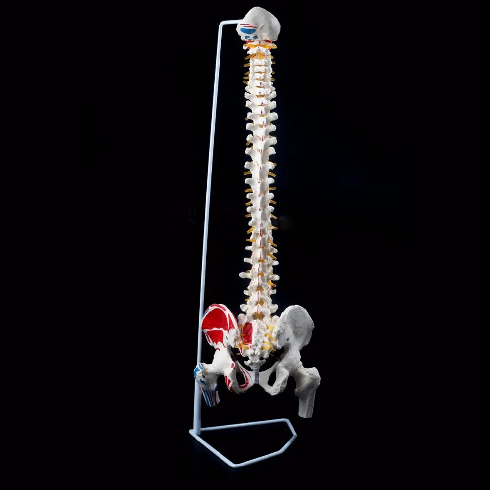 Модель для обучения анатомии человека таза бедрена 85 см|human anatomical|pelvis modelmodel spine |