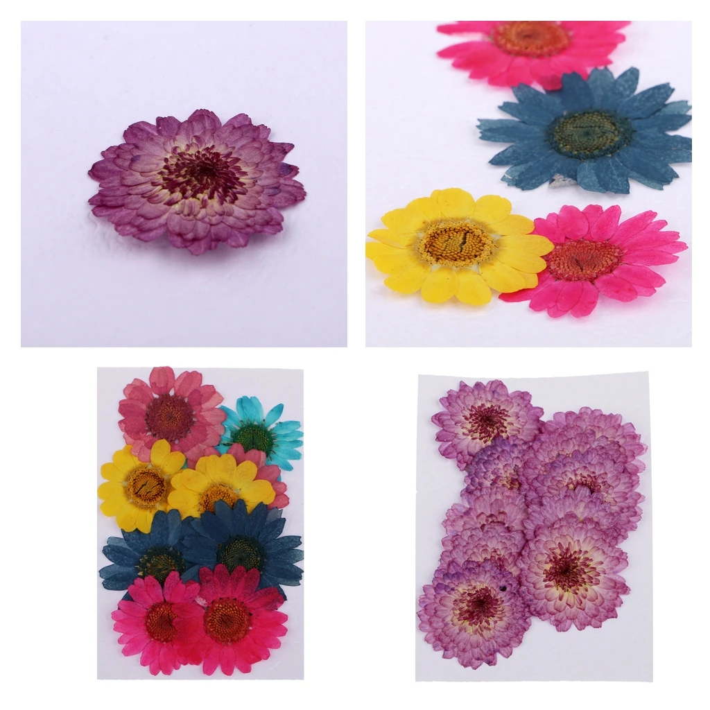 20pc Pressed Dried Flowers Real Chrysanthemum for DIY Scrapbooking Art Craft