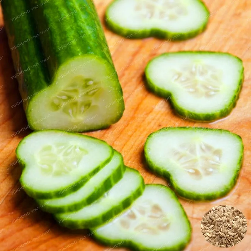 

Hot Sale Cucumber Bonsai Organic Fruit Vegetables Bonsai Easy To Grow Nutritious Potted Bonsai Mini Cucumber Bonsai 20 Pcs