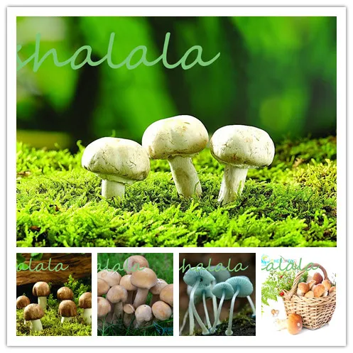 

promotion 200 Pcs Mushroom bonsai Green Vegetables Bonsai Plant Good Keep Very Easy To Grow For Home