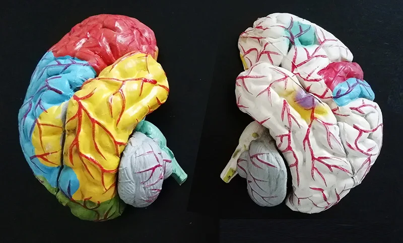 1:1 размер Съемный 8 шт цветной человек модель мозга Анатомия человека ствол головного мозга мозжечка анатомическая модель мозга
