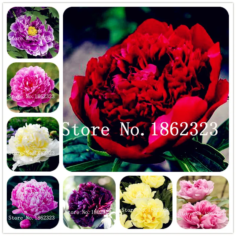 

5Pcs Peony Tree Indoor Bonsai Plant Flower,Colorful Double Blooms Rare Chinese Peony Flower Bonsai for Home Garden Free Shipping