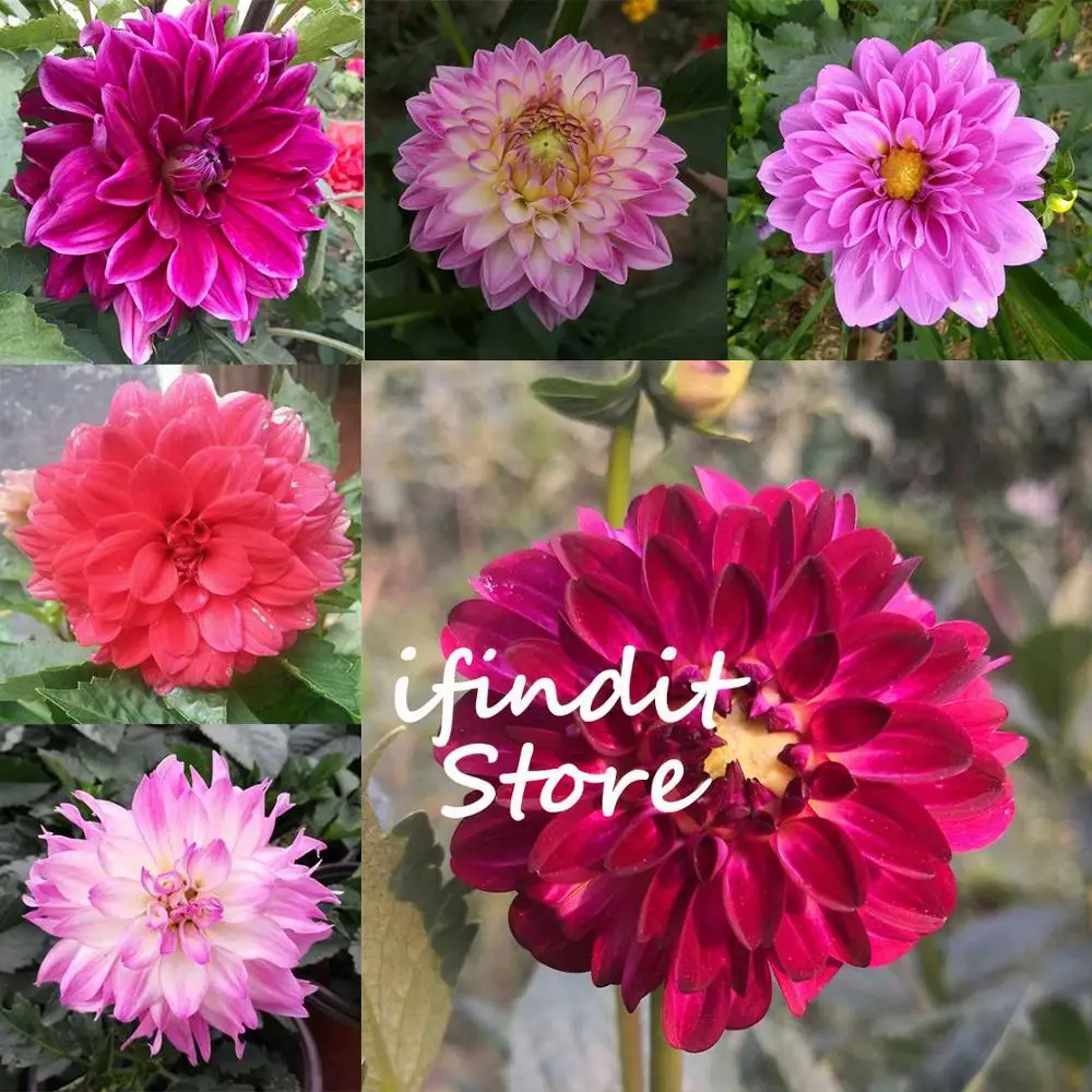 

50pcs Dahlia Flower (Not Dahlia Bulbs) Bonsai Perennial Chinese Flower Potted Plant For Home Balcony Garden Decor Easy To Grow