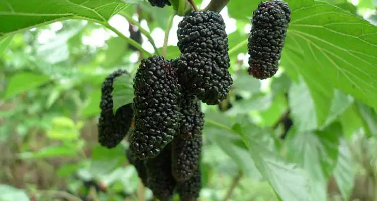 

hot sale 200 / Pack, Delicious Black Mulberry Morus Nigra Tree Garden Bush DIY home garden