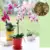 6L/12L Sphagnum Doy Moss Garden Moisturizing Nutrition Органическое Удобрение Для Орхидеи Phalaenopsis Musgo Sphagnum