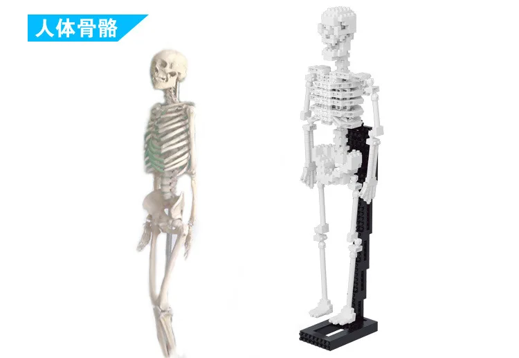 

2020 Mini Apo Human body bone Blocks Model Block Brick ABS Toy 490 pcs blocks racing locomotive Exploiture gift