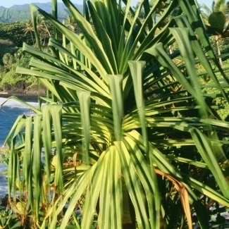 USA  Hawaii  Maui  Lauhala Tree In Foreground; Hana  Waianapanapa State Park  Black Sand Beach Poster Print (29 x 9)