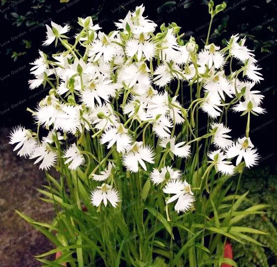 029 55 De Réductionorchidées Colombe Blanche Bonsaï Fleur Rare Du Monde Plante Japonaise Radiata Pour Jardin Et Maison Plantation Fleur Blanche 50