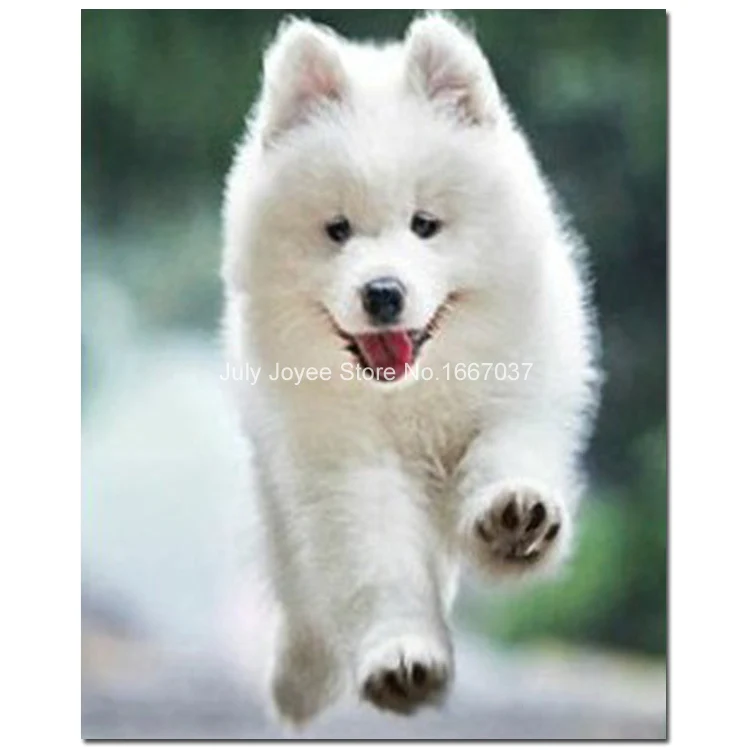 Petit Chien Image De Chien Mignon