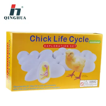 

chick life cycle exploration set educational model