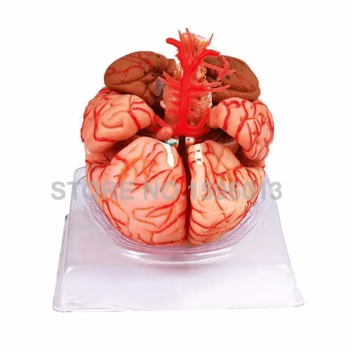 A18220 brain 4