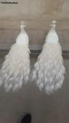 Моделирование Птица белые перья павлина жесткий модель большой 100 см любит Павлин одна пара домашний сад, вечерние украшения подарок s1137