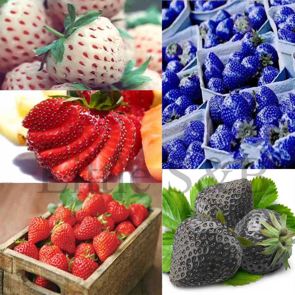 100 pcs different types of Strawberry seeds Fruit Seed Bonsai funny