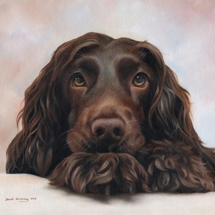 Cocker Spaniel Pup Poster Print by Sarah Stribbling (20 x 16)