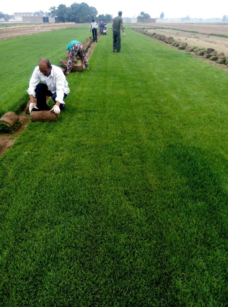 1000 Pcs Japanese Forest Grass lawn, Perennial Evergreen Lawn Bonsai plant Beautiful Garden Ornamental Potted Plant Easy to Grow 1000 Pcs Japanese Forest Grass lawn, Perennial Evergreen Lawn Bonsai plant Beautiful Garden Ornamental Potted Plant Easy to Grow