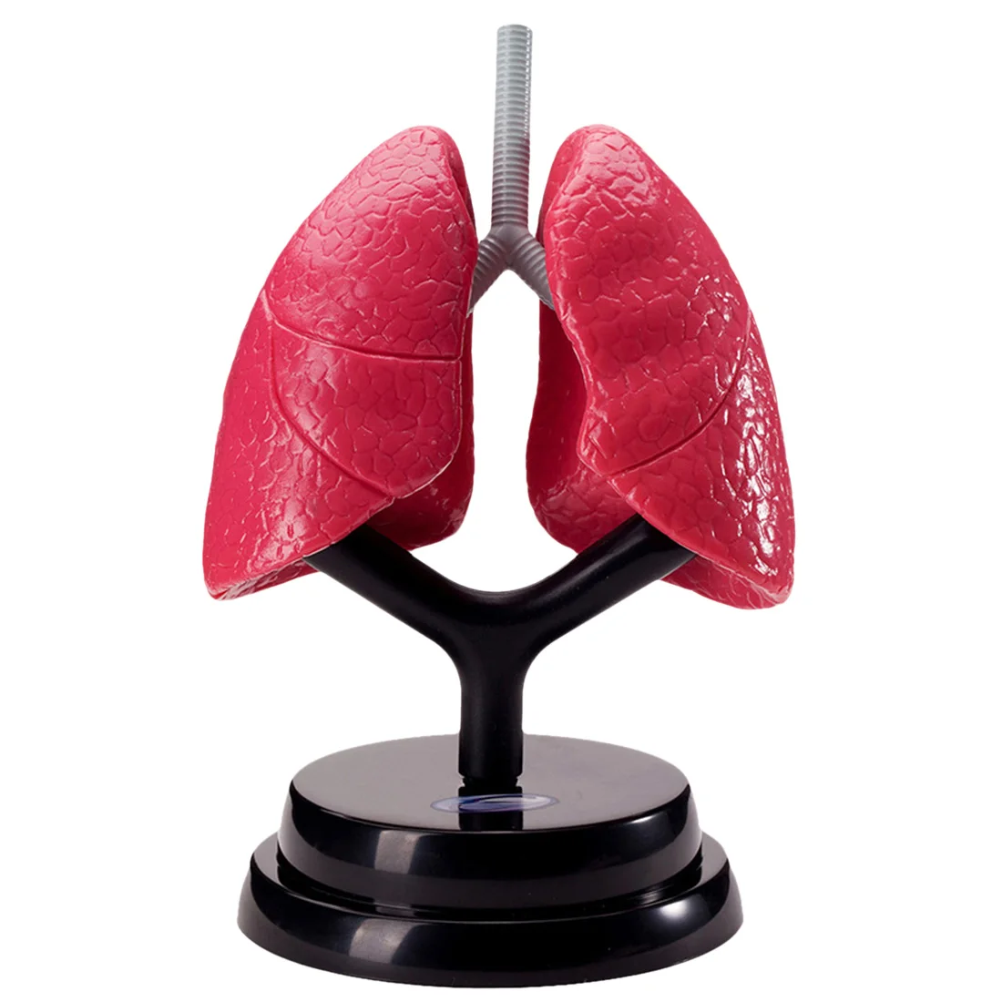 

Surwish DIY Human Respiratory Model Children Popular Science Experiment Steam Stem Toy Set