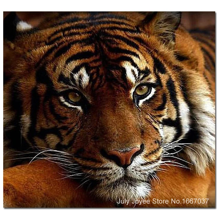 Download 77 Gambar Harimau Sedih Paling Bagus Gratis