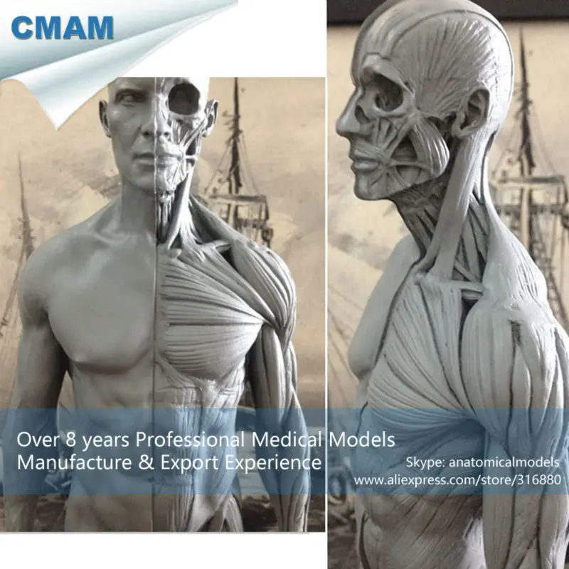 

CMAM-PRC01 30cm Human Skeleton Anatomical Model Anatomy Tools Model Skull Head Muscle Bone Medical Artist Drawing
