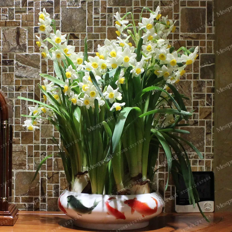 Buy 100 Pcs Daffodil Seeds Free Shipping