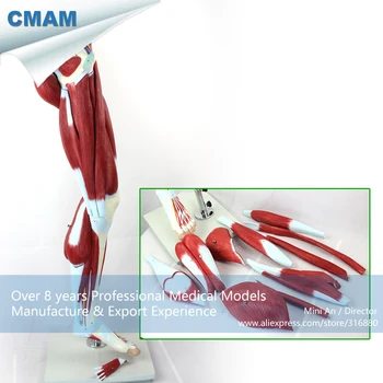 

12026 / Human Muscles of Leg with Main Vessels and Nerves , Medical Science Educational Teaching Anatomical Models