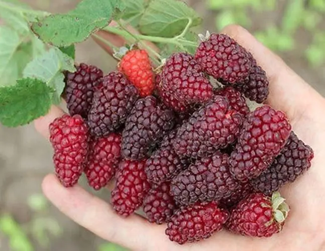 bonsai 50pcs Raspberry fruit plants Scottish Cross Tayberry Raspberry Heirloom bonsai 50pcs Raspberry fruit plants Scottish Cross Tayberry Raspberry Heirloom