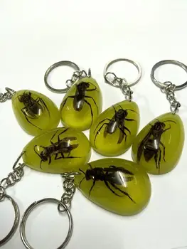 

FREE SHIPPING 15 Keychain Real Bee Insect Taxidermy Fashion Jewelry