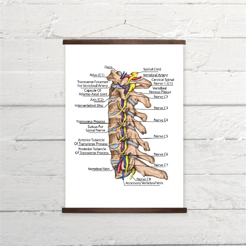 Topographic relationship of the spinal nerve and vertebral artery canvas art prints