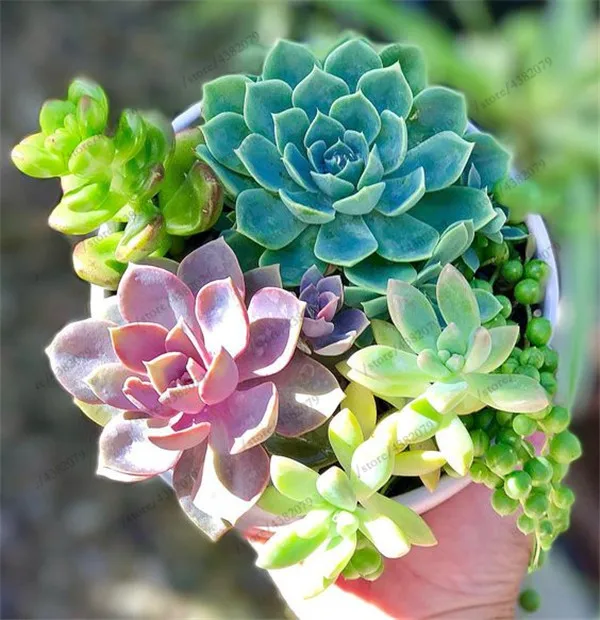 100pcs Exotic Cactus bonsai Japanese Rare Succulents plants Flower Indoor Plantas Perennial Flowers Garden