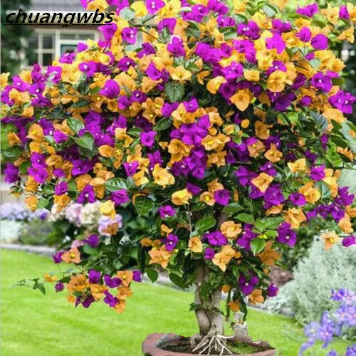 

20pcs/bag Rare garden plant bougainvillea spectabilis wind flower bonsai flower plant perennial potted tree for home garden