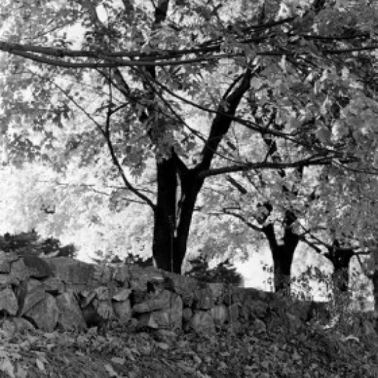 Tree with stone wall on the front Poster Print (18 x 24)