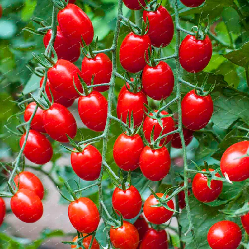 Лидер продаж времени! 100 шт./пакет, 20 видов помидоры садовые смешанных различных цветовых ароматы для фруктов и овощей, карликовые деревья томата