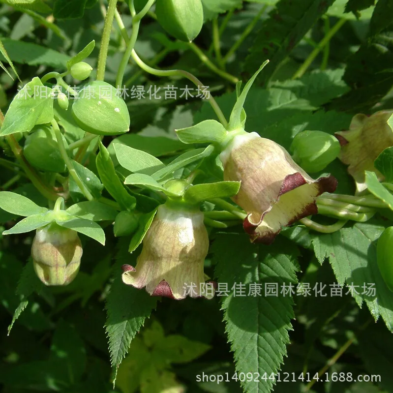 

Herb Lion Head yellow party participation in the plantpirit of graplantplant aplantplanturance 200g / Pack