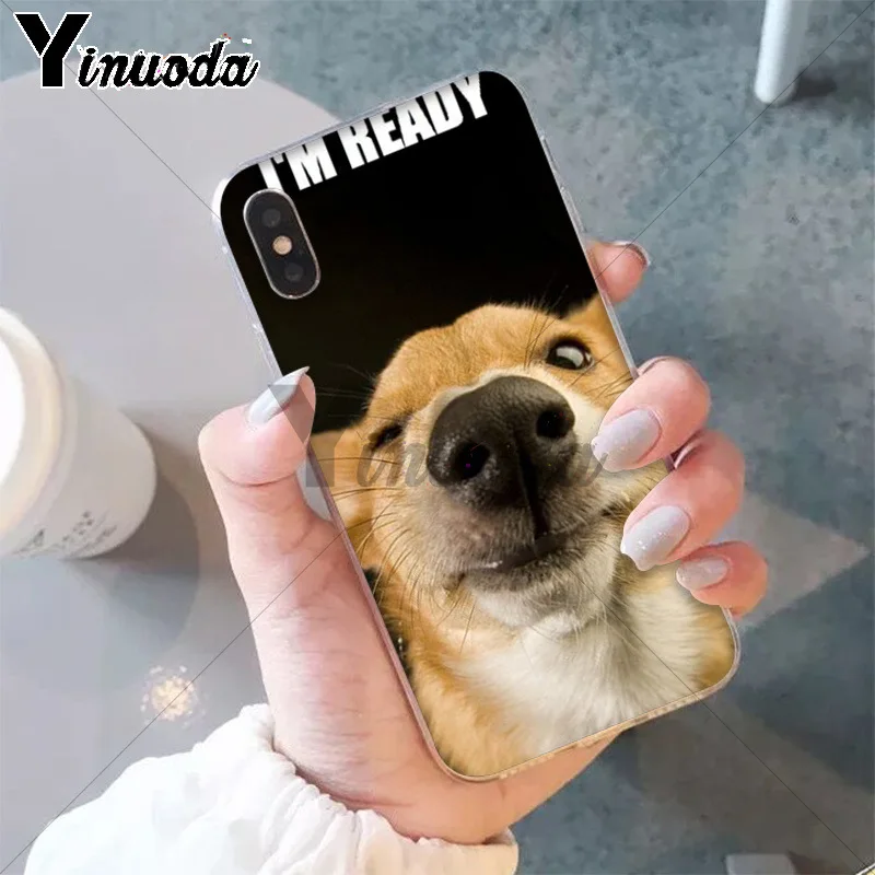 Best friend animal corgi