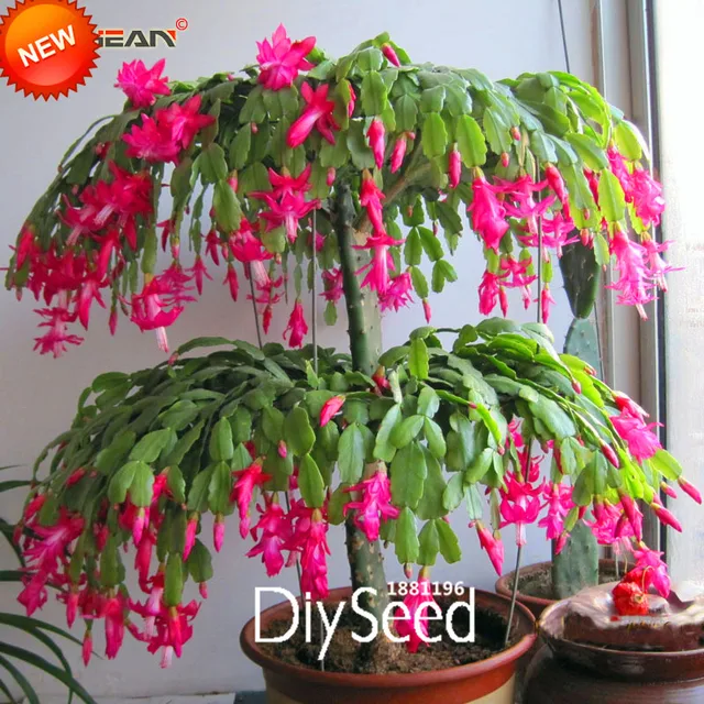 Best Ing Zygocactus Truncatus Schlumbergera Seeds Indoor Potted Best Ing Zygocactus Truncatus Schlumbergera Seeds Indoor Potted Plants Flower Green 100