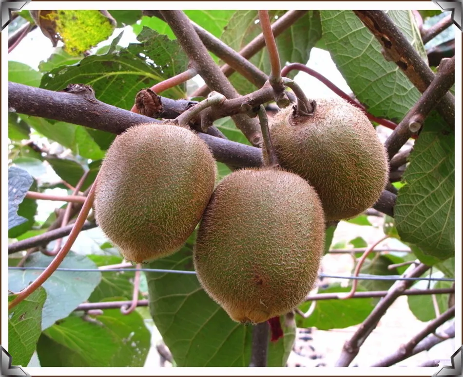 50 Seed Semillas De Fruta Plantas Rare Bonsai Chinese Gooseberry Kiwi Fruit Tree Seeds For Home Garden Pots Plants Perennial Fruit Box Seeds Perennialfruit Bucket Aliexpress